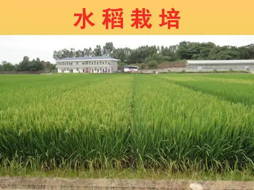 水稻栽培学习