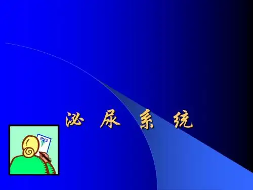 泌尿系统影像讲义ppt课件