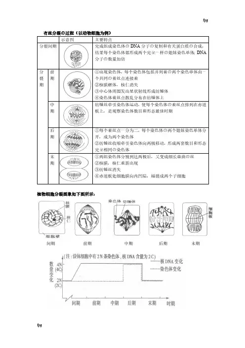有丝分裂和减数分裂的过程和图像