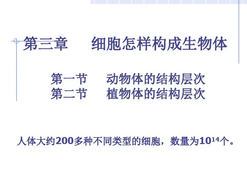 七年级初一上册生物《细胞怎样构成生物体PPT》