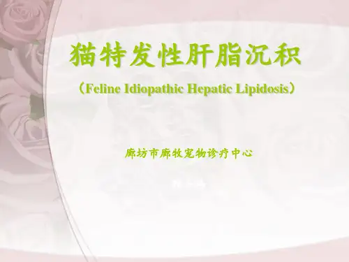 猫的脂肪肝