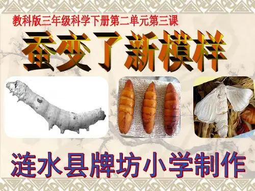 三年级科学下册第二单元第三课-蚕变了新模样-ppt