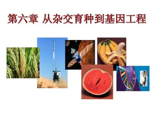 杂交育种与诱变育上课稿