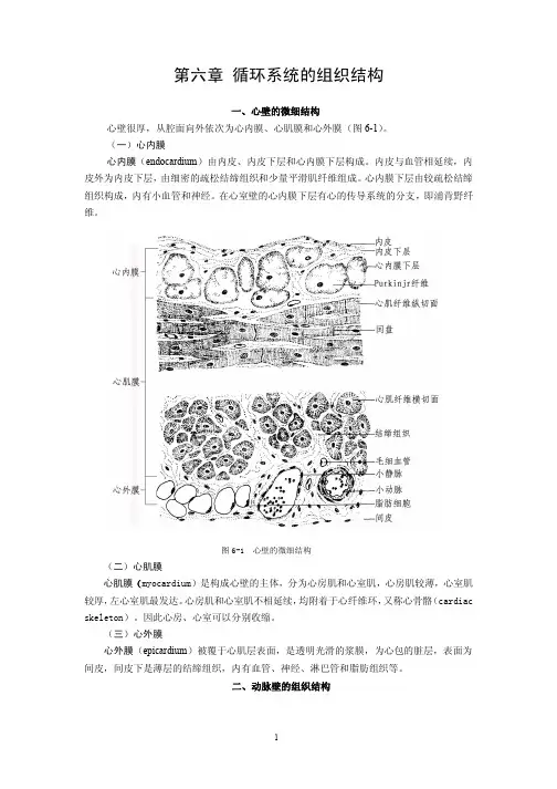 人体主要器官的微细结构补充材料-医学影像技术