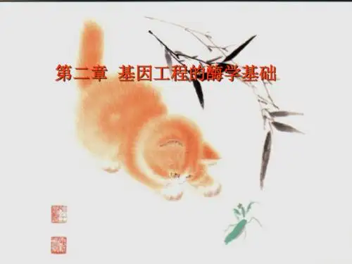 2基因工程的酶学基础