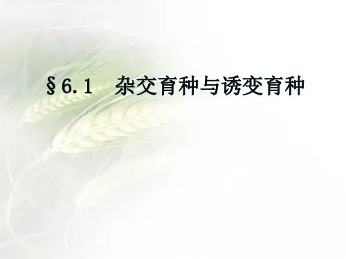 第六章第一节杂交育种与诱变育种