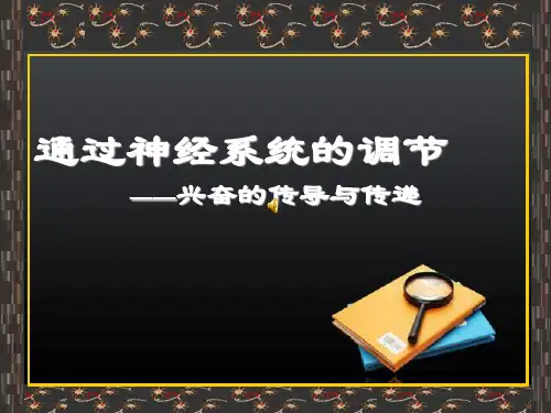 高三一轮复习:神经调节2__兴奋的传导与传递剖析