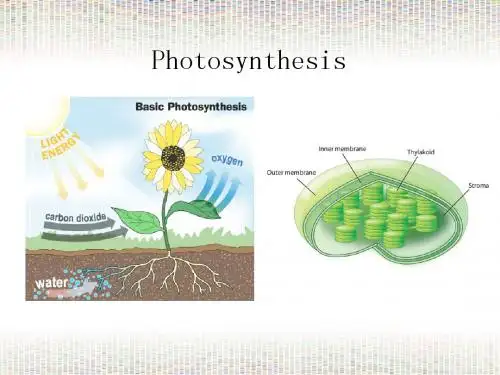 Lec17_Photosynthesis-st