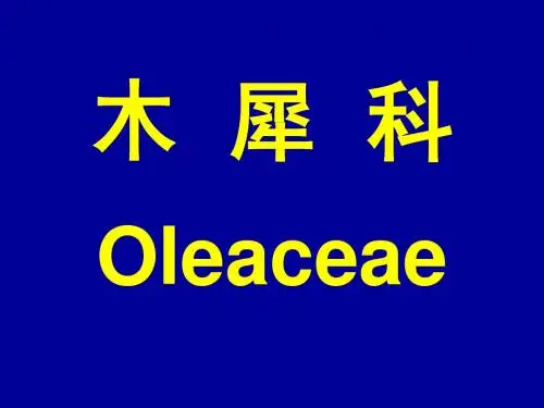 木 犀 科夹竹桃科萝摩科马鞭草科