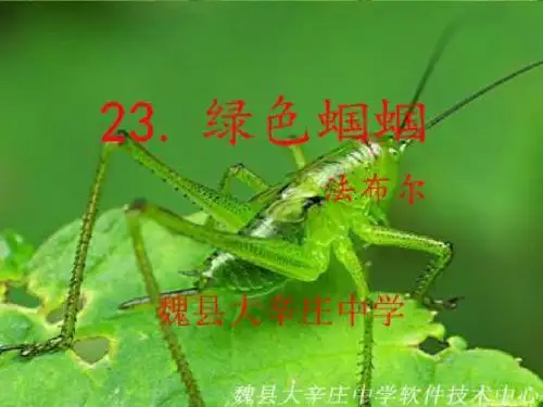 绿色蝈蝈