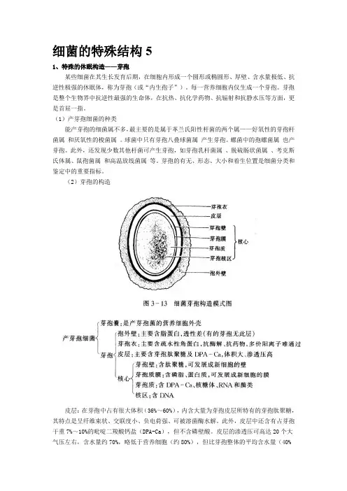 细菌的特殊结构