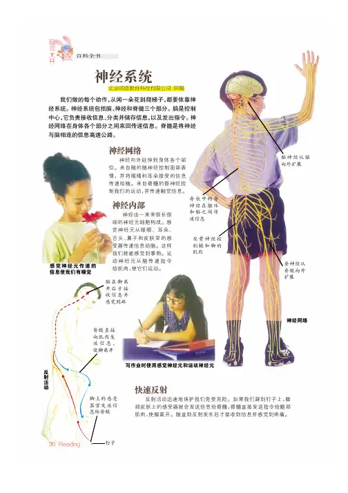 神经系统