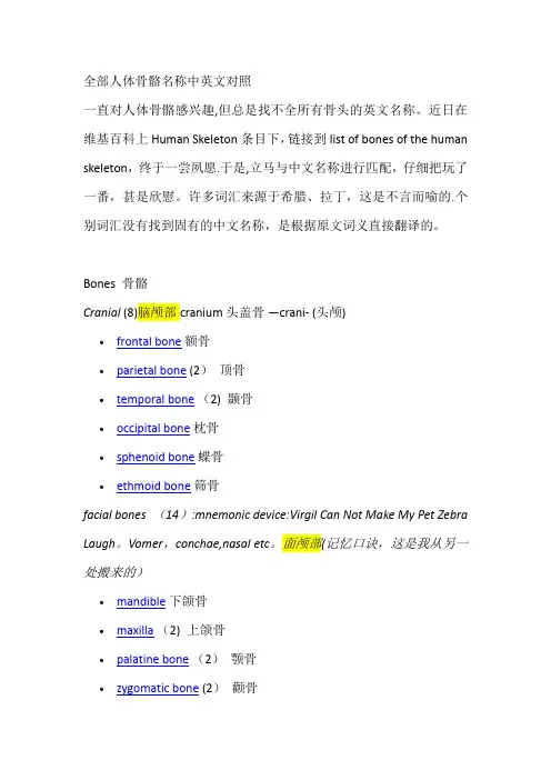 骨骼名称中英文对照