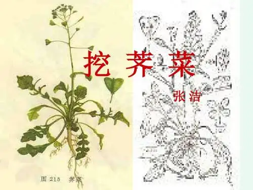 北师大版九年级上册第一单元《挖荠菜》