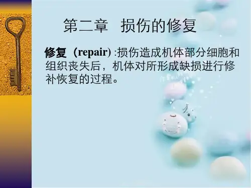 第二章损伤修复