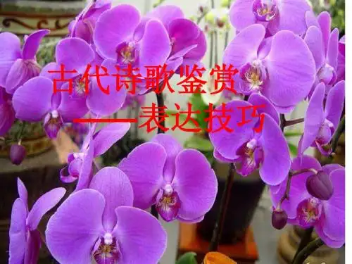 古典诗歌表现手法