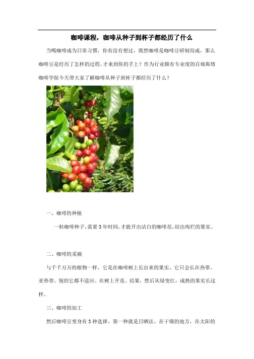 咖啡课程,咖啡从种子到杯子docx