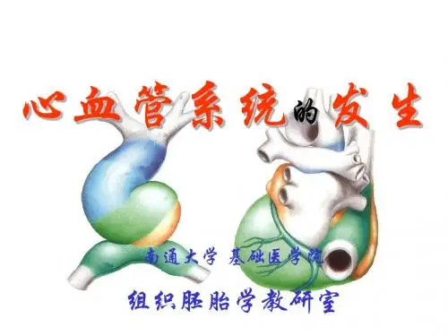 《心血管系统的发生》PPT课件