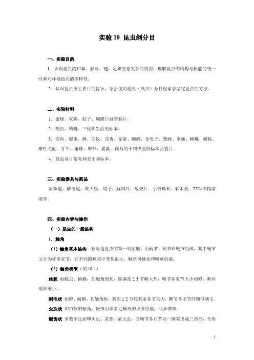 昆虫纲分目(精) 2