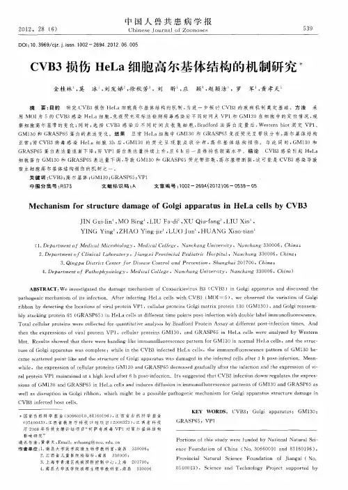 CVB3损伤HeLa细胞高尔基体结构的机制研究