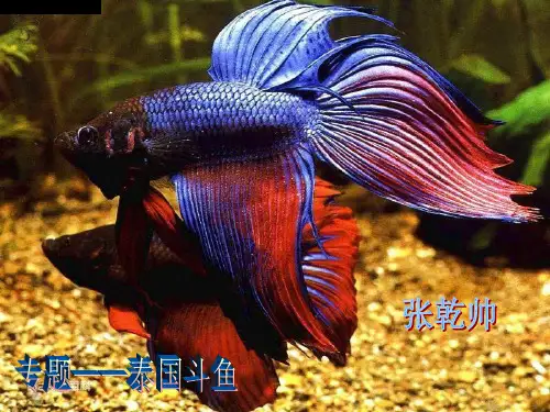 斗鱼PPT