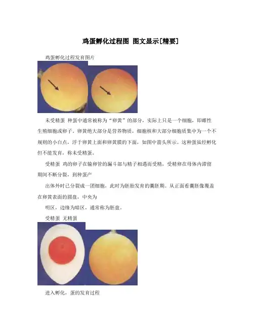 鸡蛋孵化过程图 图文显示[精要]