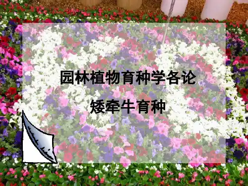 矮牵牛育种