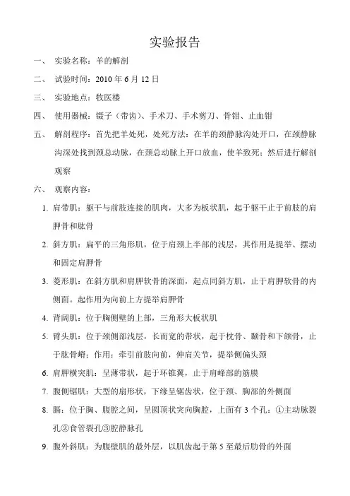 羊解剖实验报告