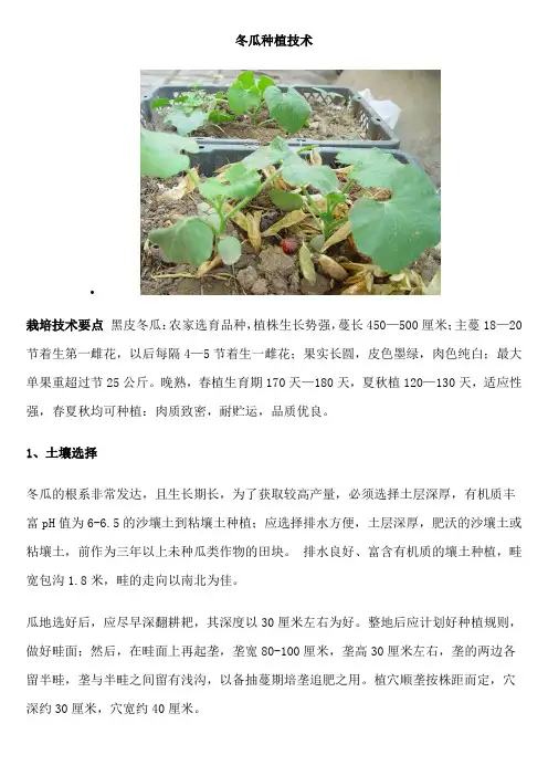 冬瓜种植技术