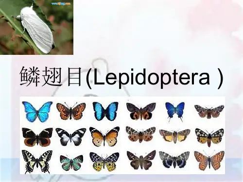 鳞翅目(Lepidoptera )