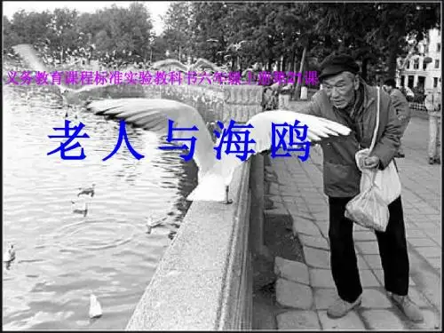 老人与海鸥课件
