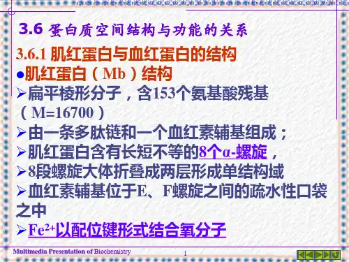 蛋白质的高级结构PPT课件