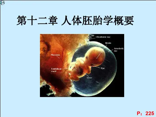 胚胎学绪论、早期发生