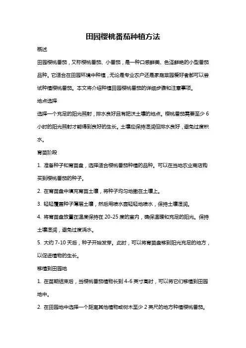 田园樱桃番茄种植方法