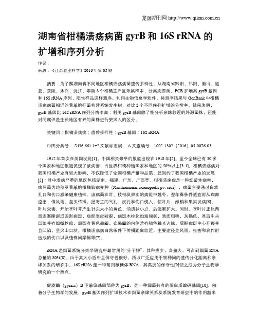 湖南省柑橘溃疡病菌gyrB和16S rRNA的扩增和序列分析