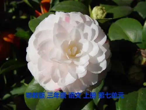 (鄂教版)三年级语文上册课件 山茶花 1