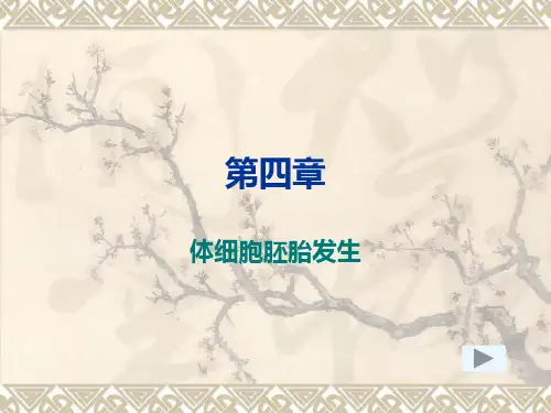 第四章体细胞胚胎发生.