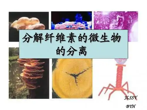 分解纤维素的微生物的分离(1)