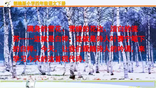 部编版小学四年级语文下册第11课《白桦》优质课件ppt