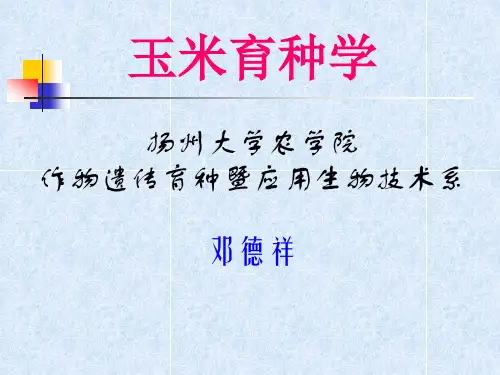 玉米雄性不育