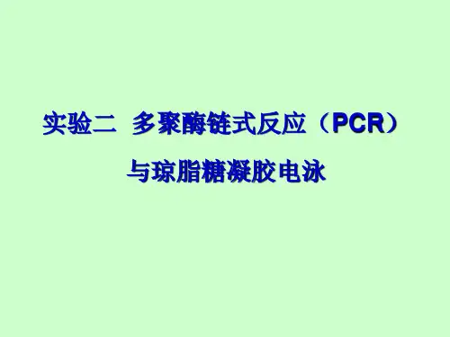 实验2-PCR与琼脂糖凝胶电泳-New