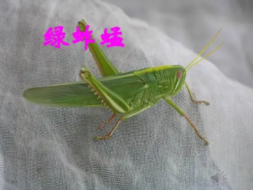 新人教版(部编)八年级语文上册《五单元 名著导读 《昆虫记》:科普作品的阅读》优质课课件_11