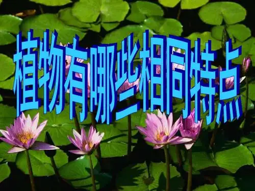 植物有哪些共同特点