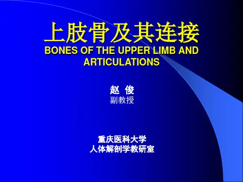 系统解剖学 上肢骨及其连结