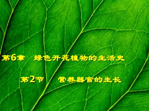 营养器官的生长PPT课件3 北师大版优秀课件