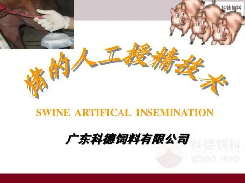 3.猪人工授精技术
