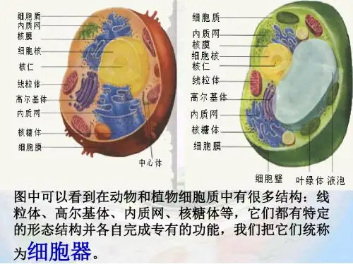 1-3-2.1_细胞器——系统内的分工合作