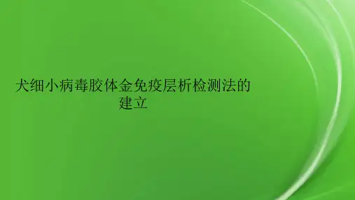 犬细小病毒胶体金免疫层析检测法的建立