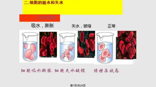高中生物物质跨膜运输的实例中图必修PPT课件