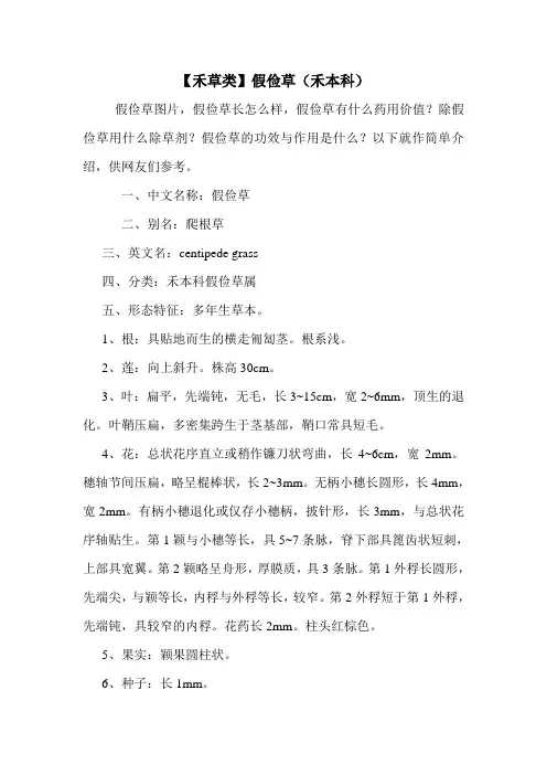 【禾草类】假俭草(禾本科)
